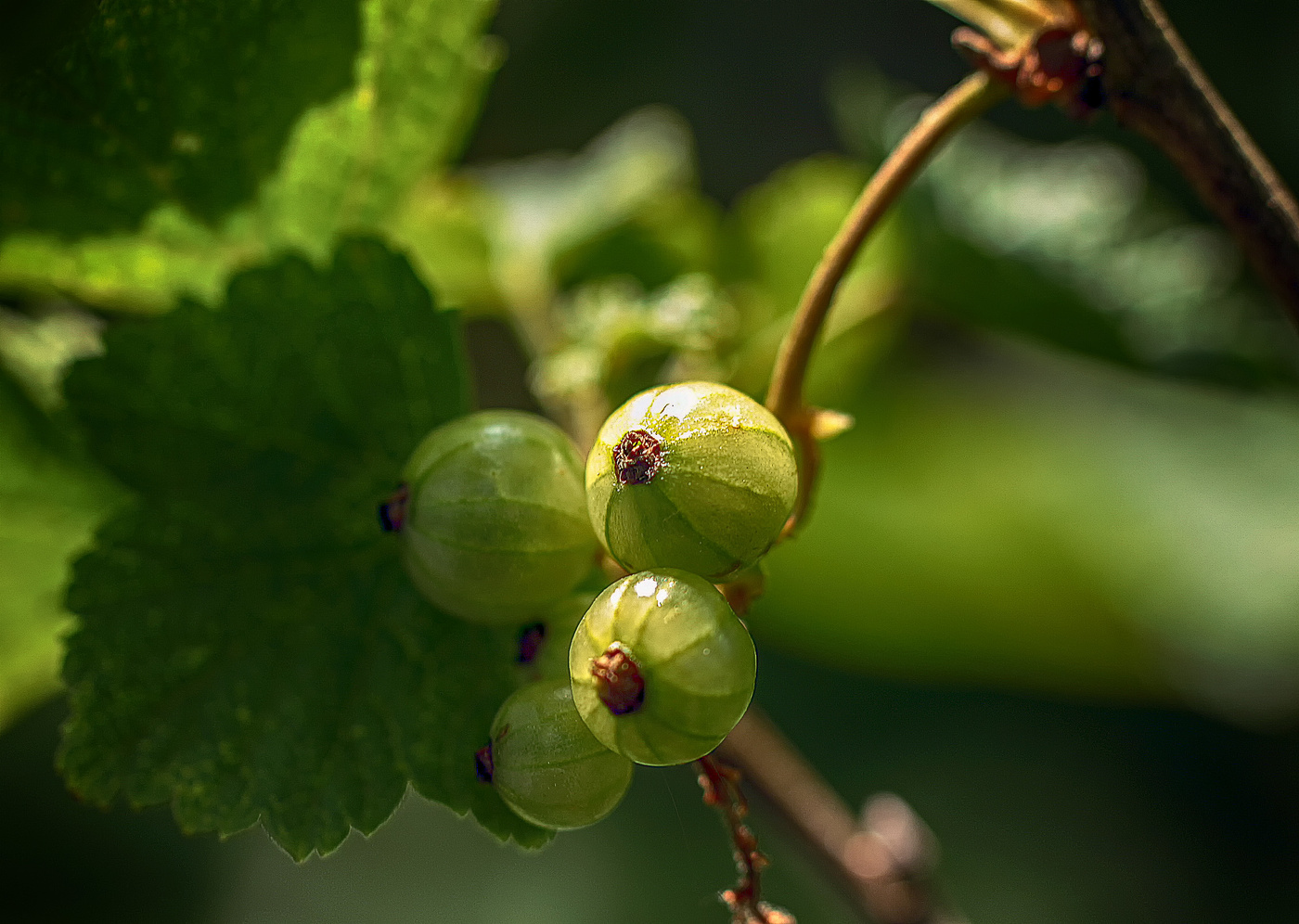 Смородиновый этюд