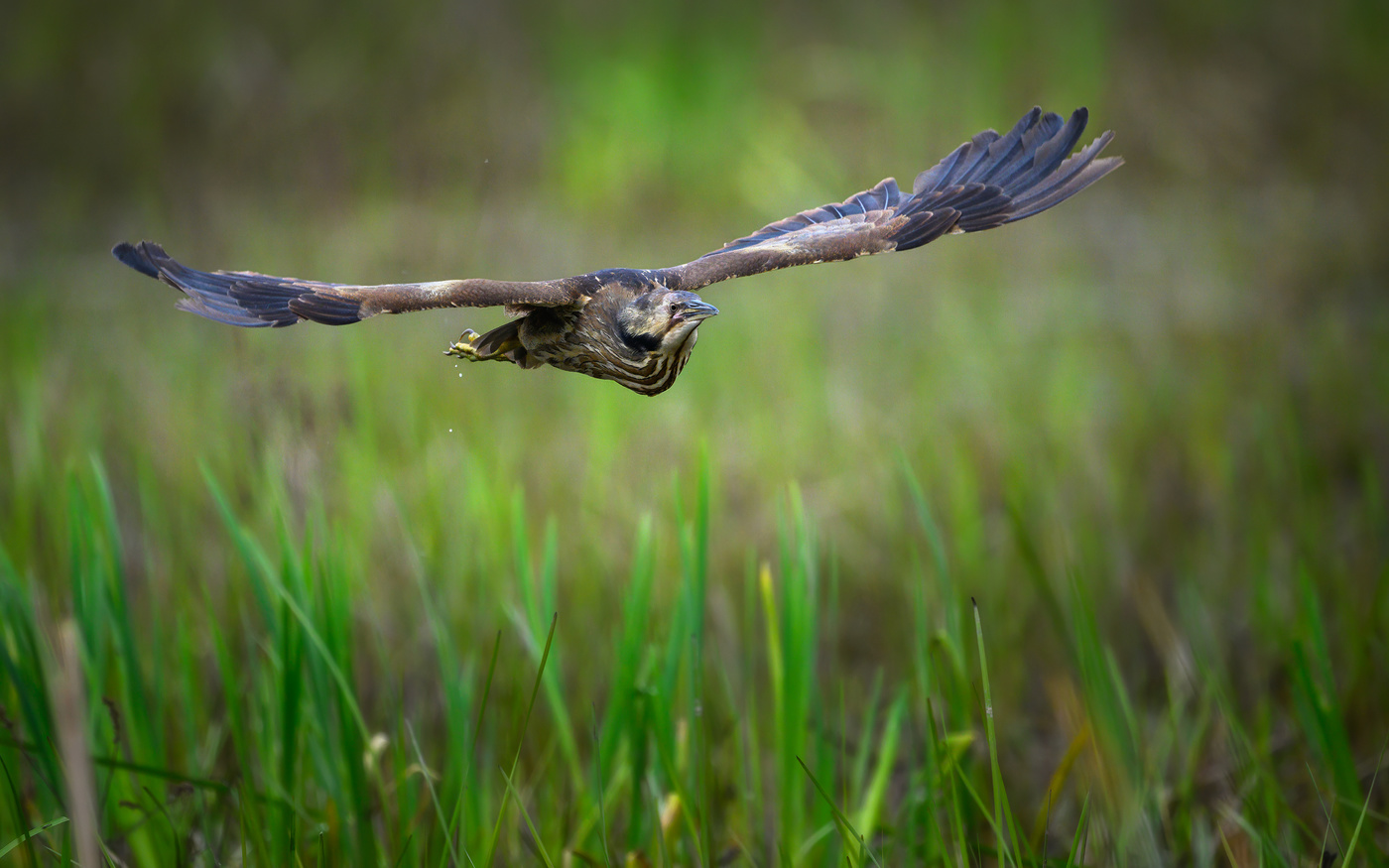 American bittern