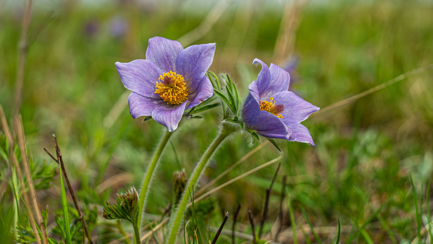 Сон-трава или "Прострел раскрытый"