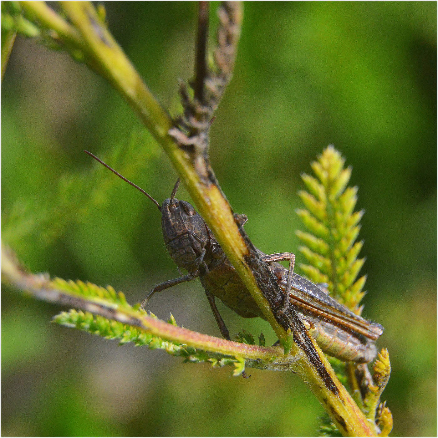 - Интересуетесь?