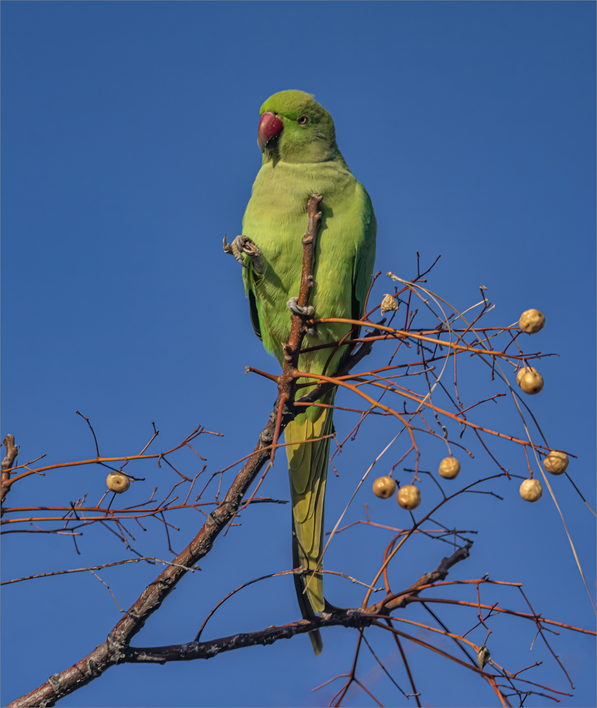 Драра за завтраком