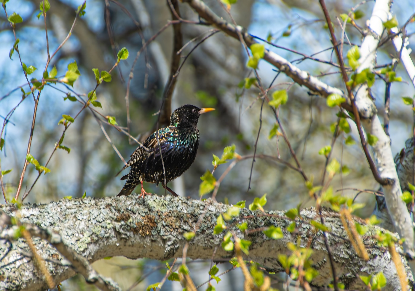 Гонец весны