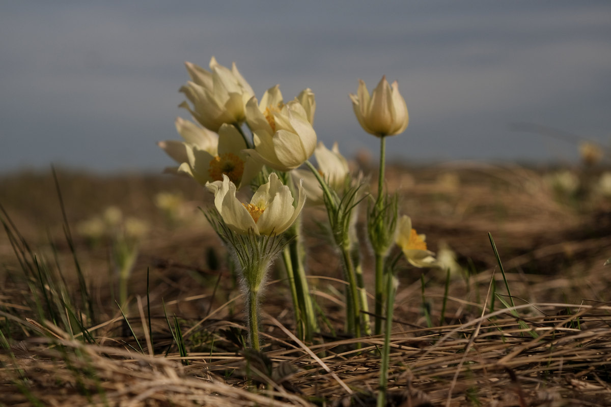 Последний, весенний из могикан.