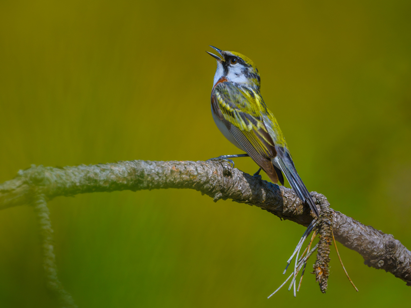 Chestnut-sided warbler