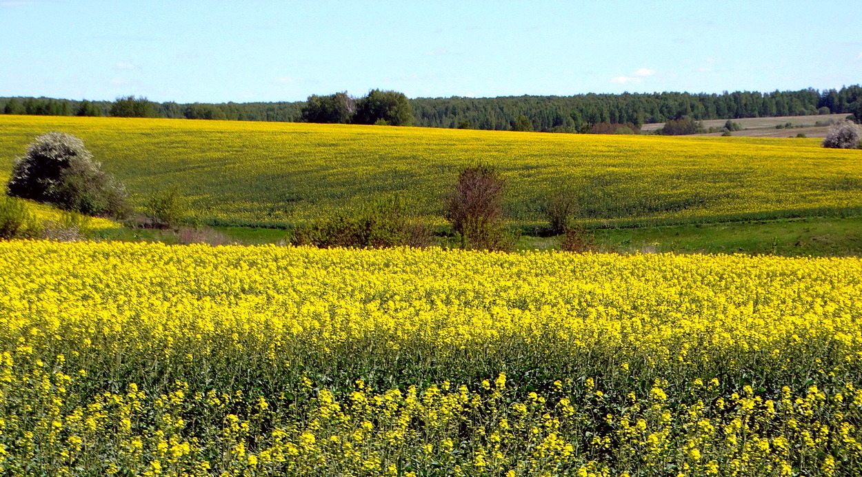 Рапсовые поля, леса, овраги