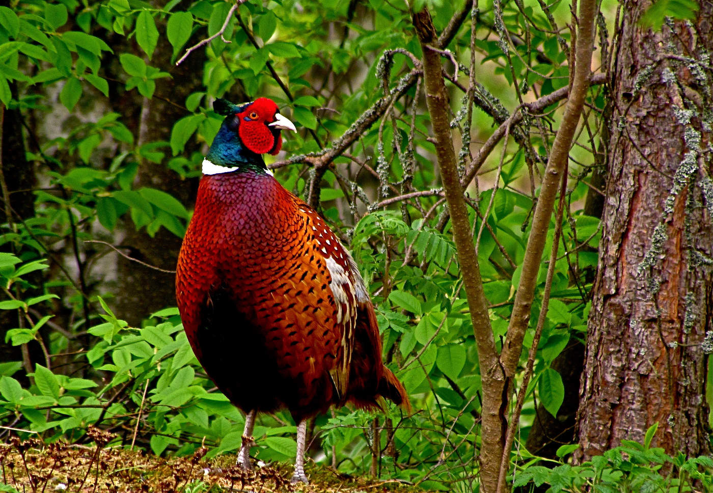 Каждый Охотник Желает Знать...