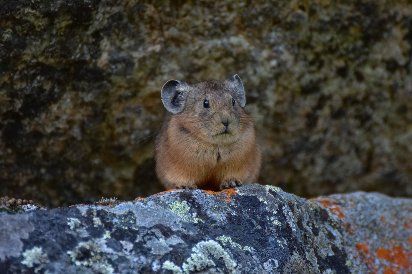 Пищуха за камнем
