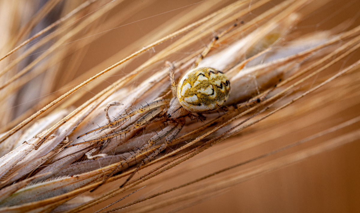 Замаскировался