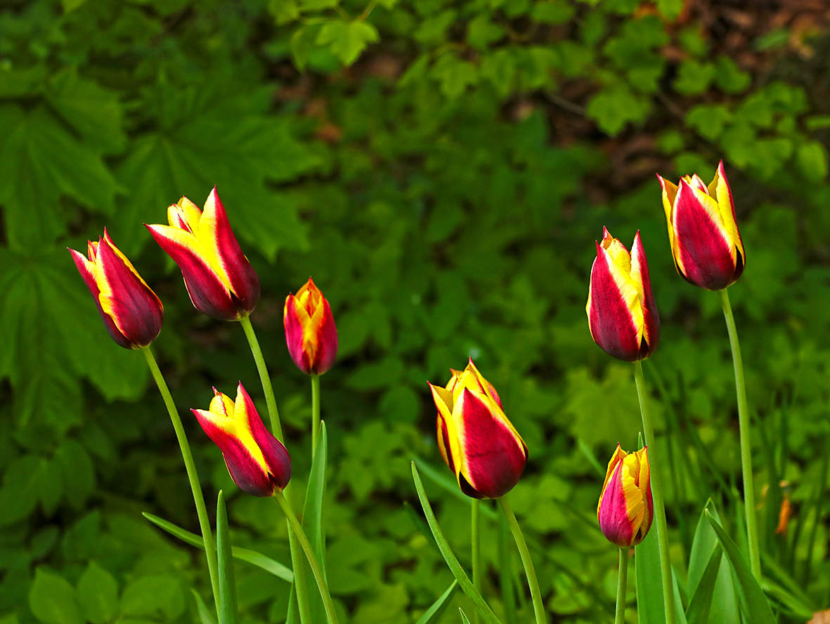 Тюльпаны Аптекарского