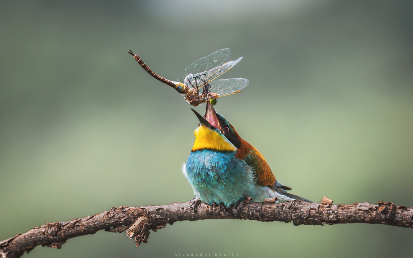 Славная добыча!