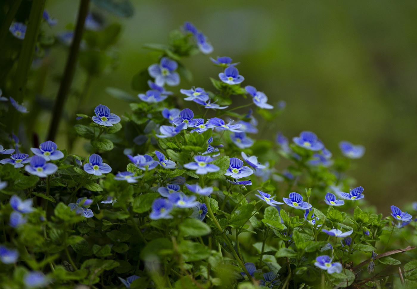 Весенние картинки