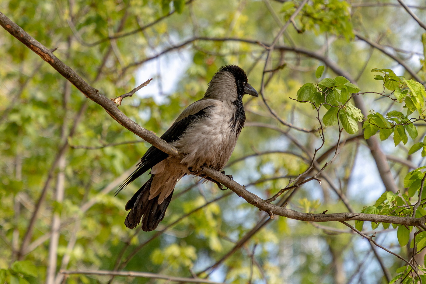 Вороне ка то ... ничего не послали .