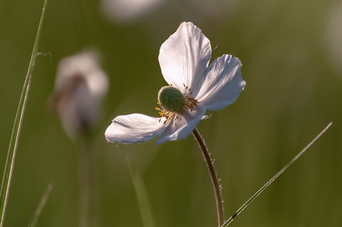 Я, словно бабочка...