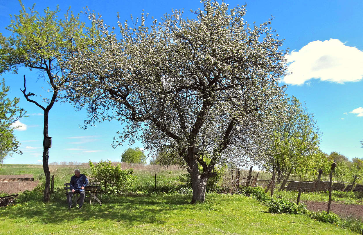 Отдохнуть под яблоней цветущей