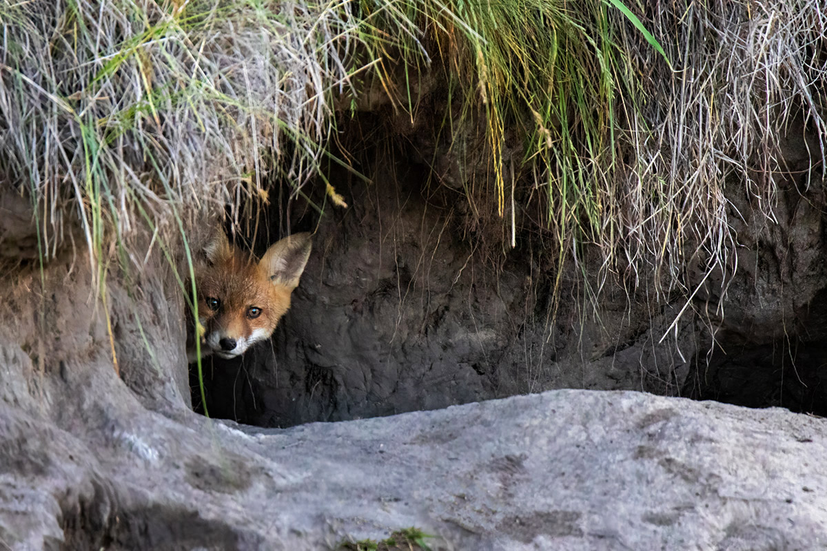 Чужие здесь не ходят
