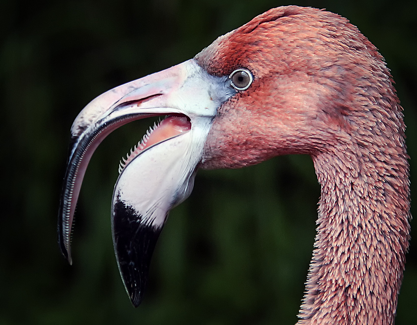 Говорливый профиль