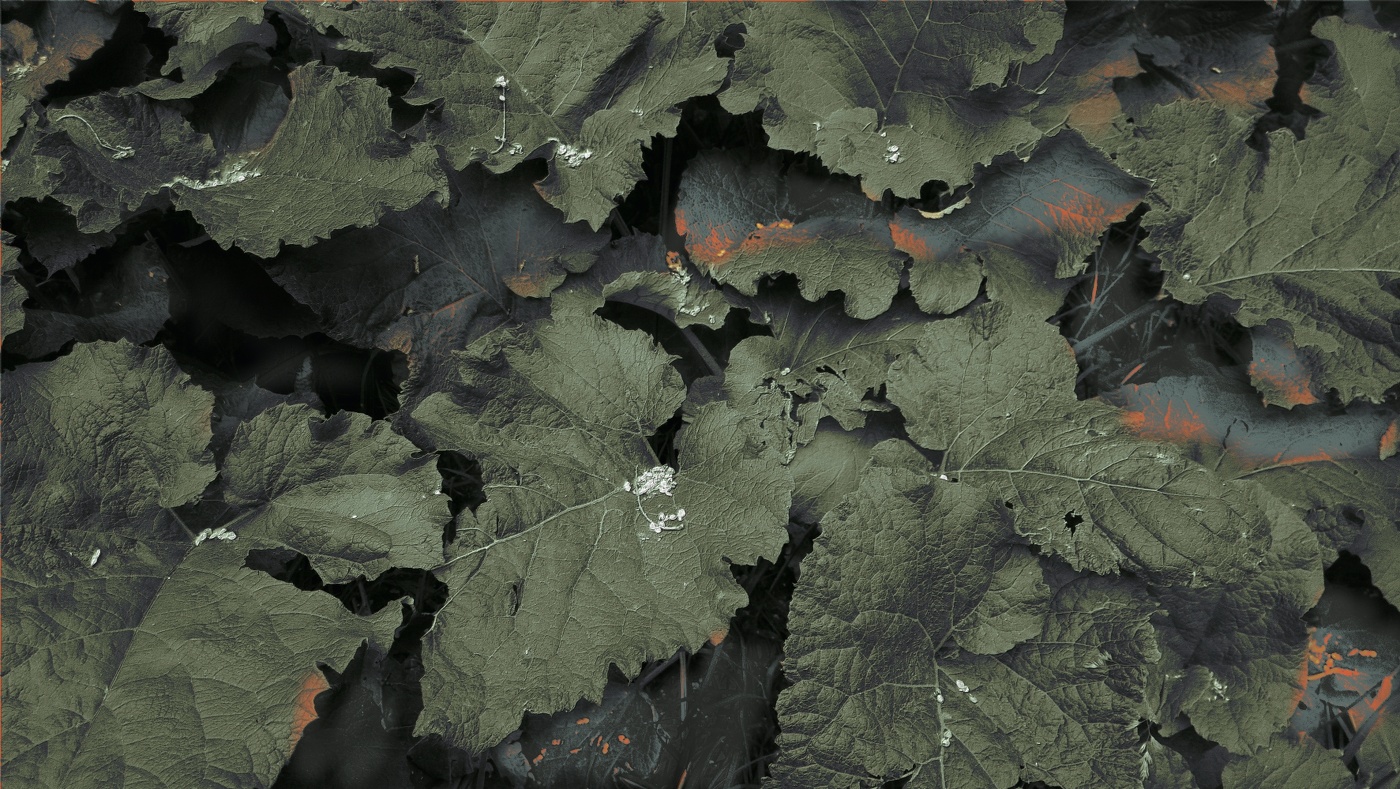 жители лопуховой аллеи