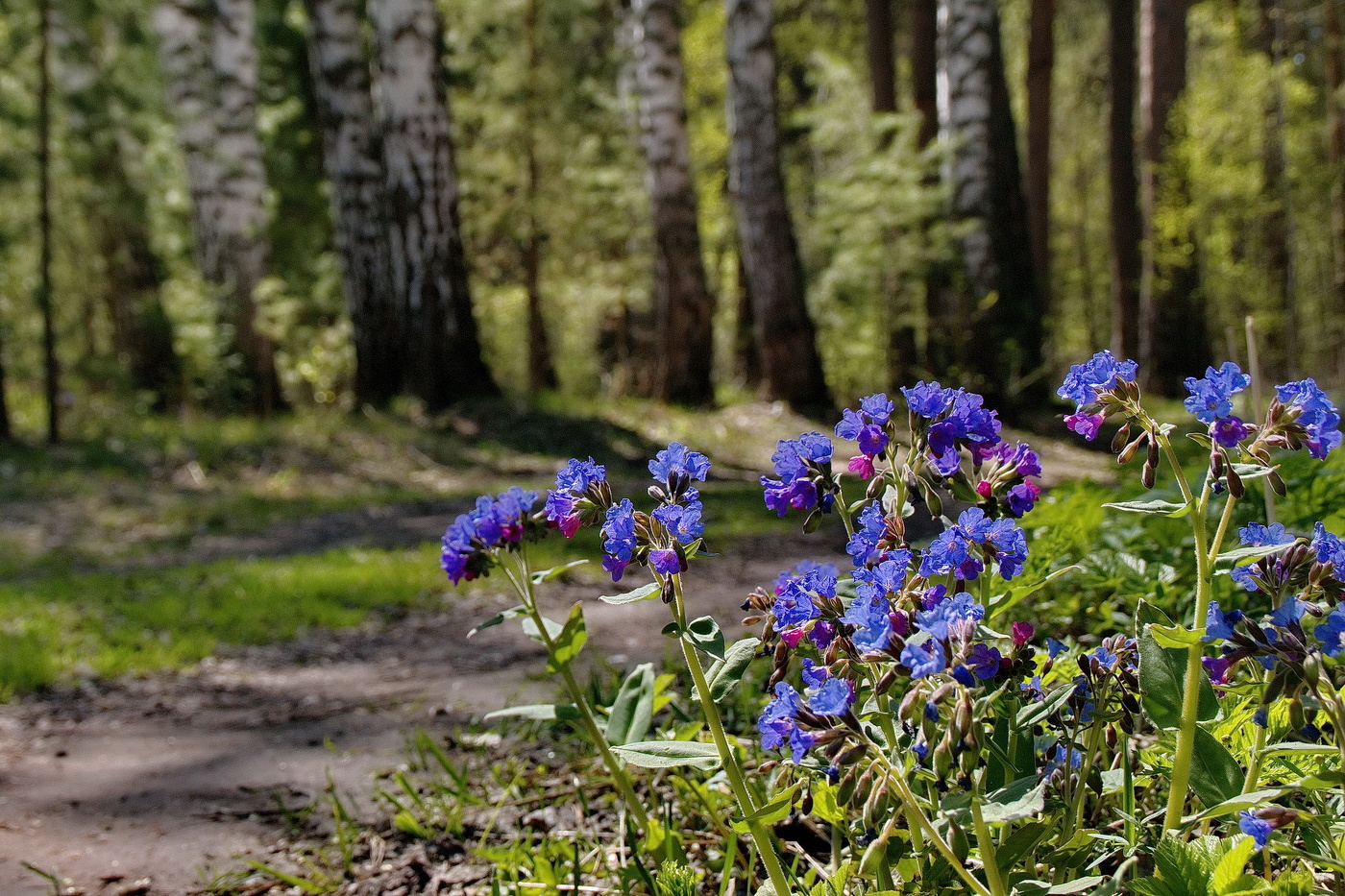 **Весенний этюд.*