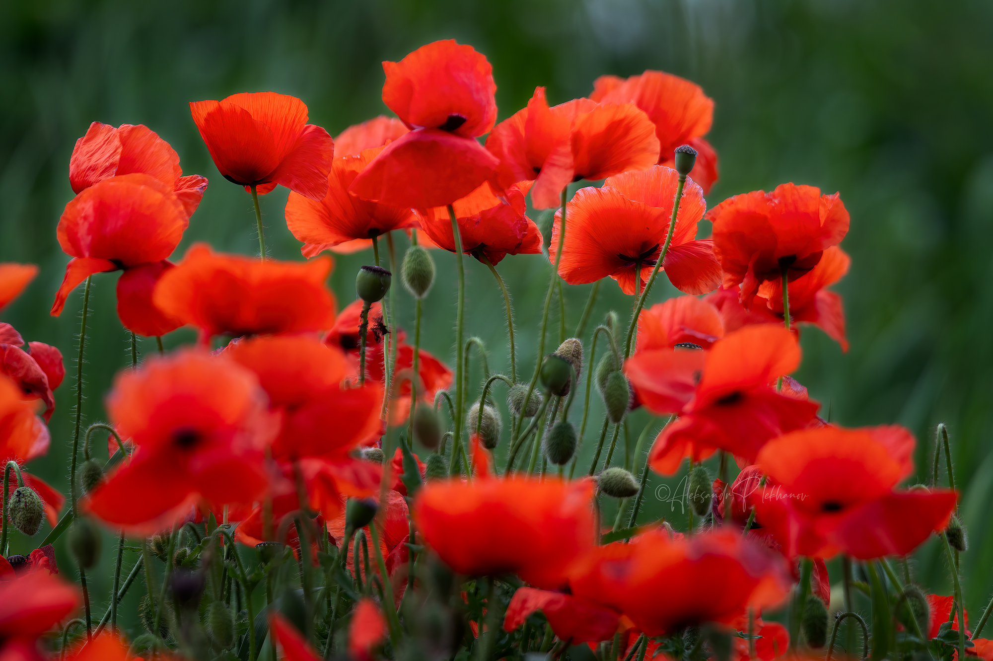 Горят в полях красные маки