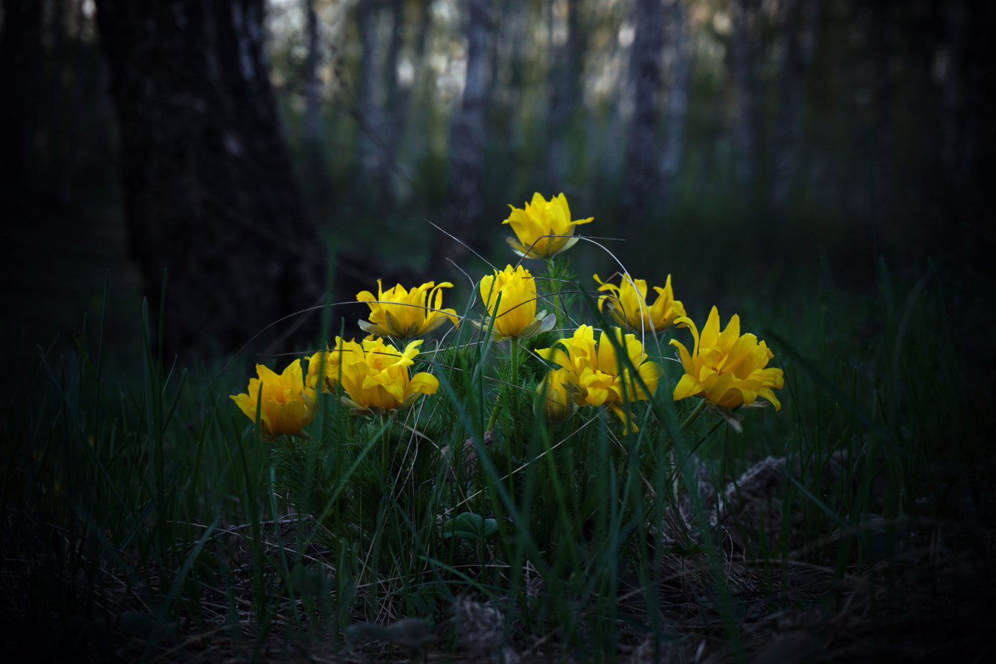 Весны визитка