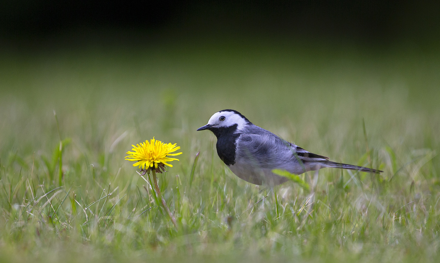 Весенние картинки*