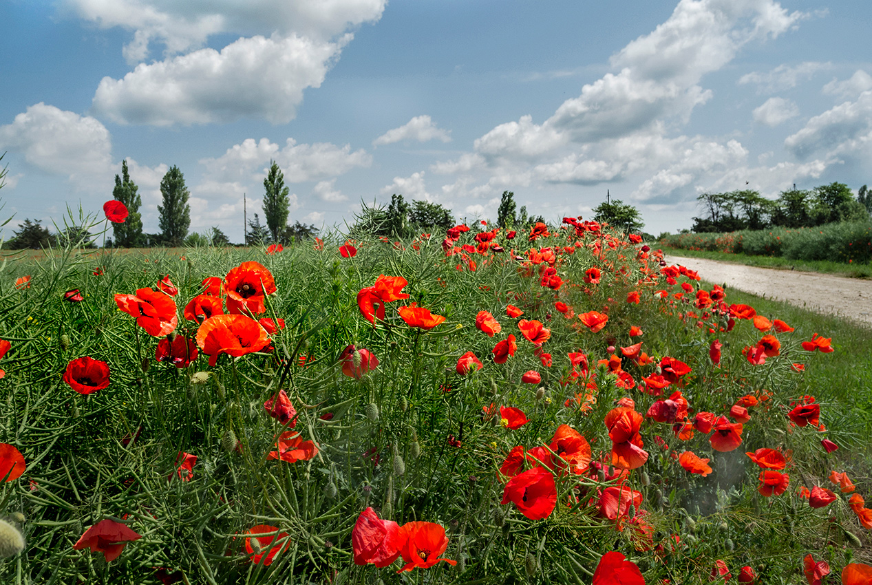Маковые страсти