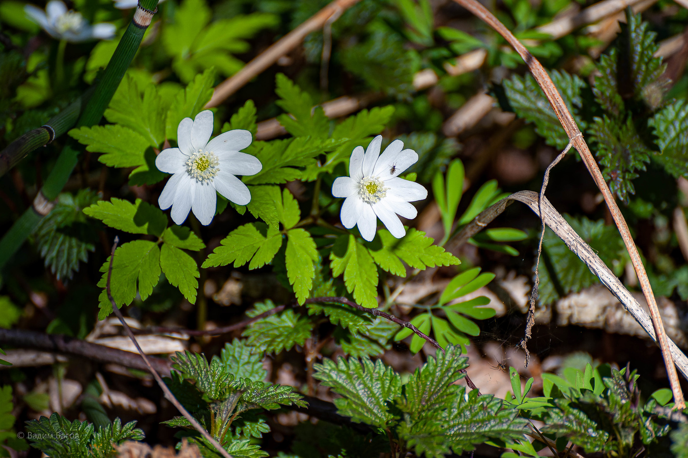 Вы можете срезать все цветы, но вы не сможете удержать весну от прихода.