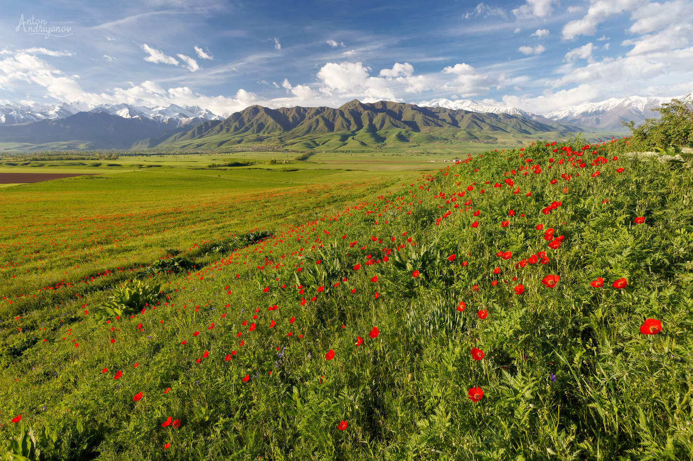 Ещё один пейзаж с маками