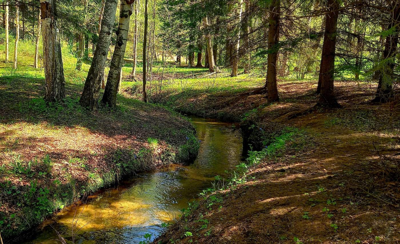 лесной ручей