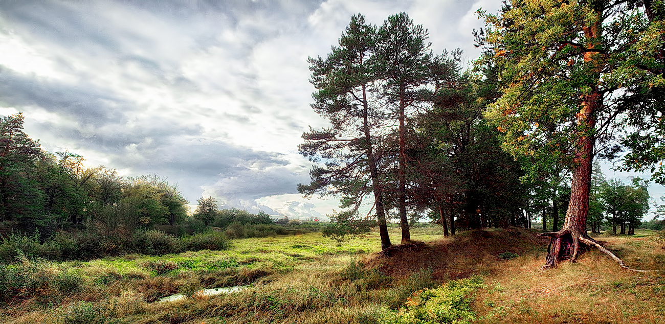 Лесная безмятежность.