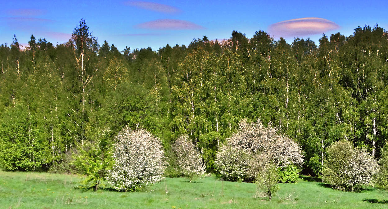 НЛО над лесом