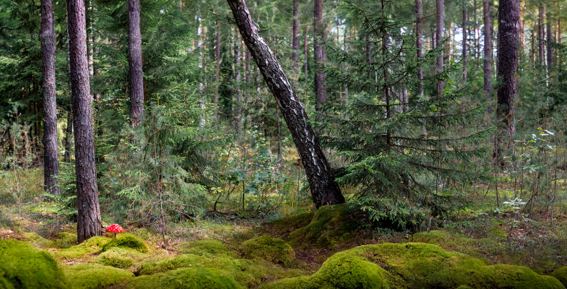Осенний полдень