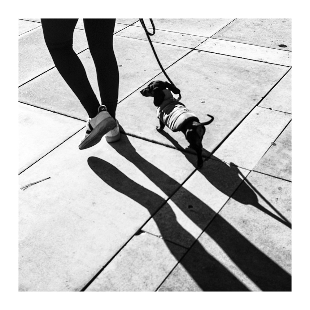 Прогулка с таксой