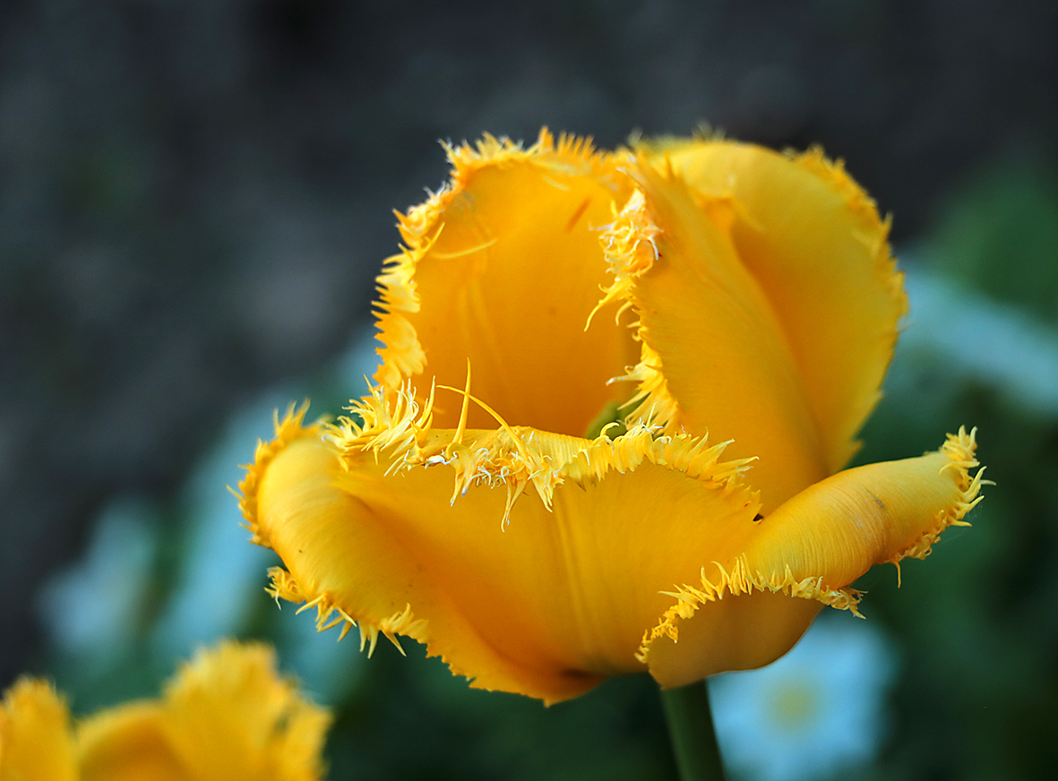 Золотой красавец