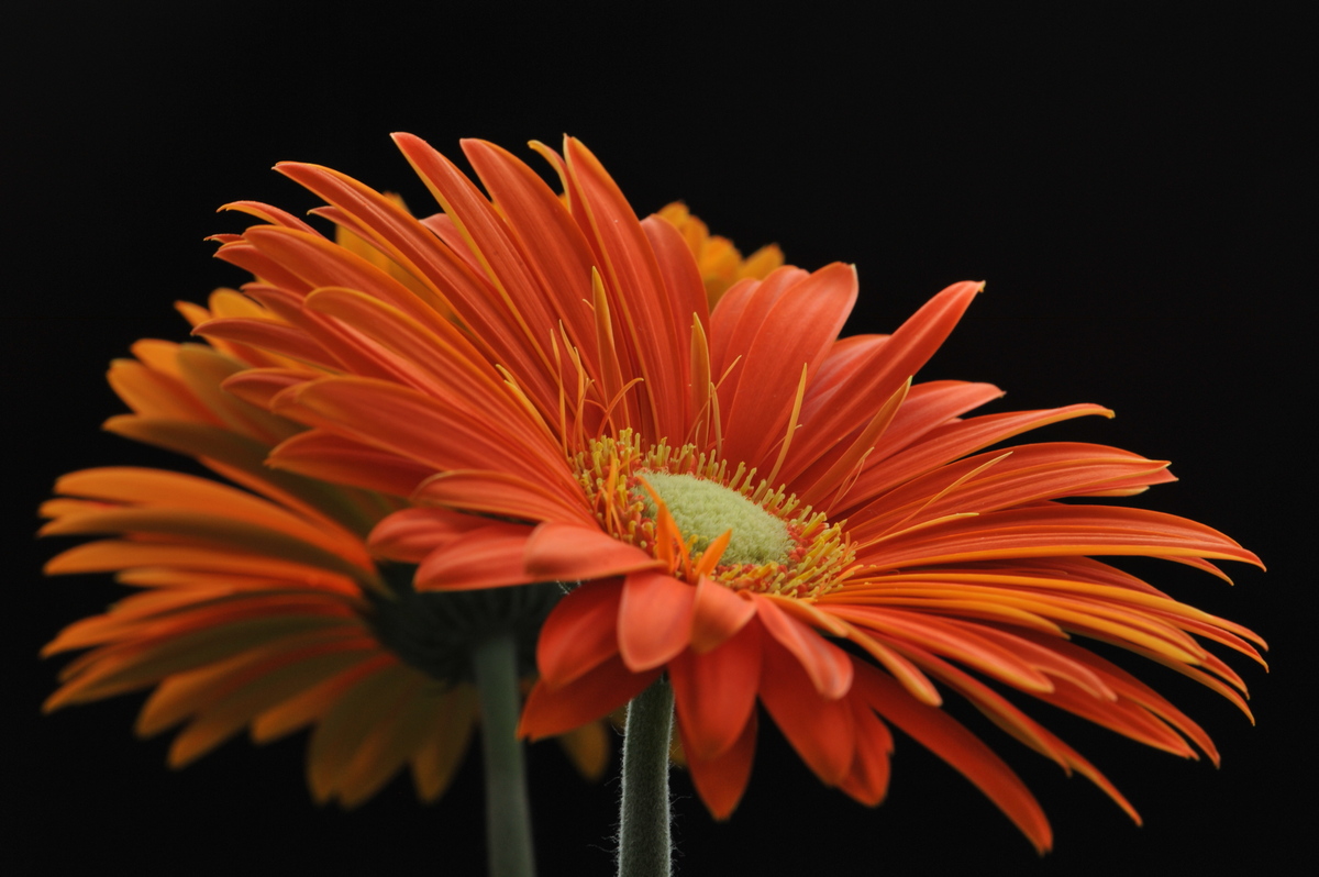 А хороша ли я !!!