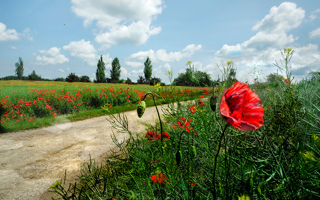 Маковая аллея