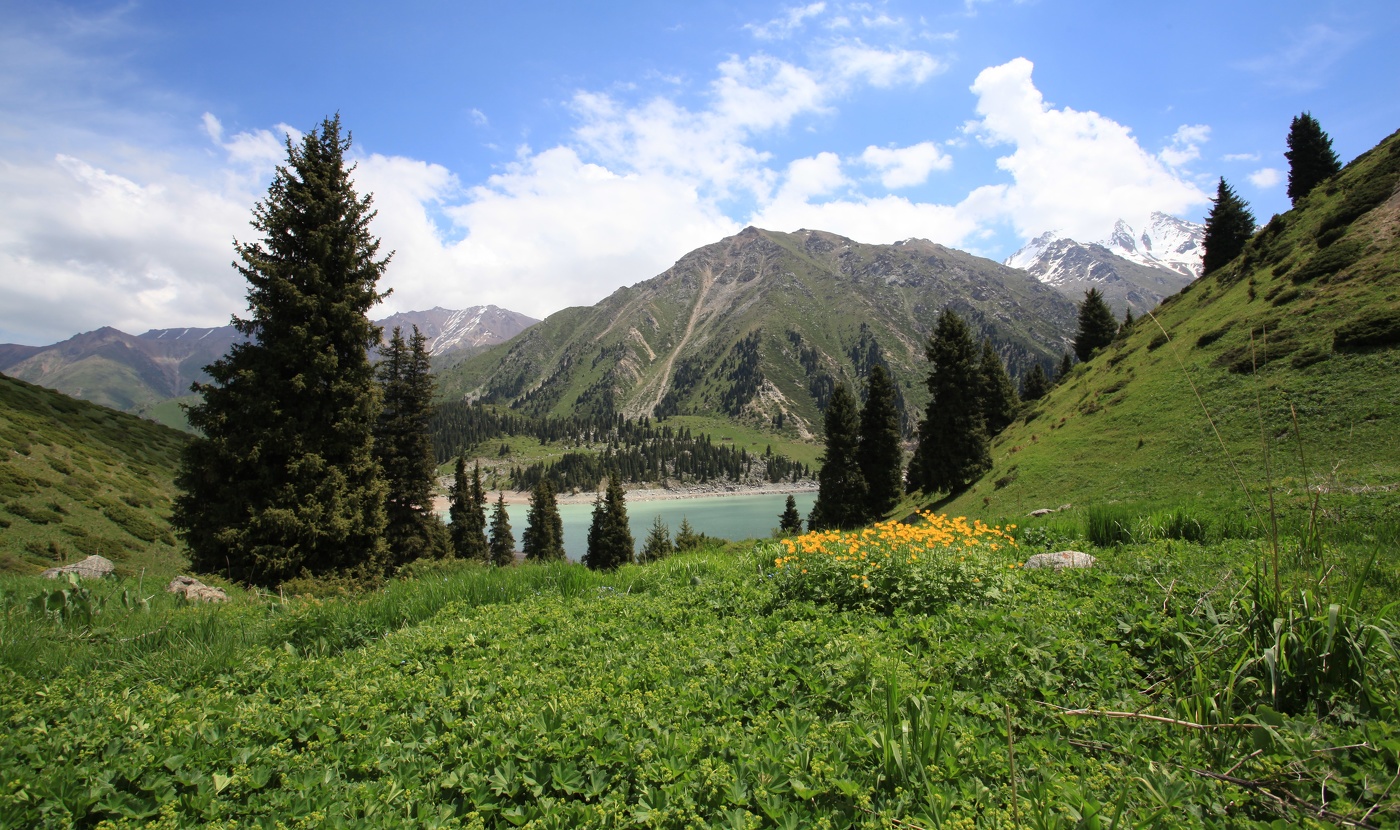 Цветы высокогорья