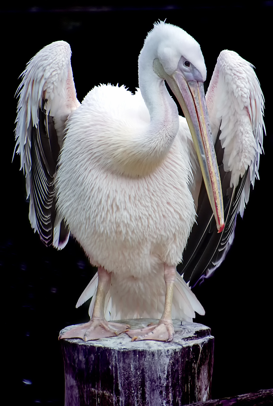 На пъедистале