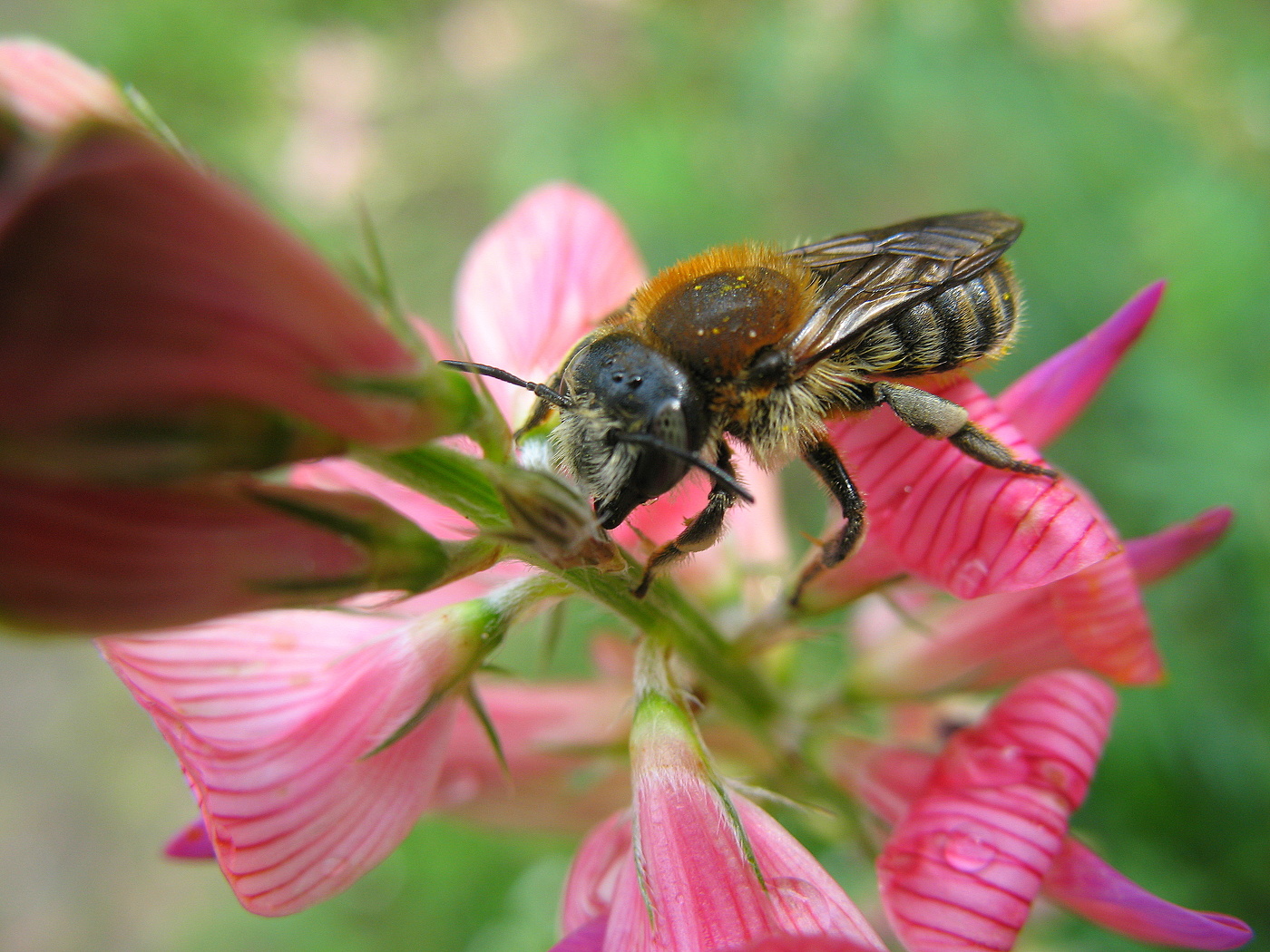 Пчела и эспарцет.