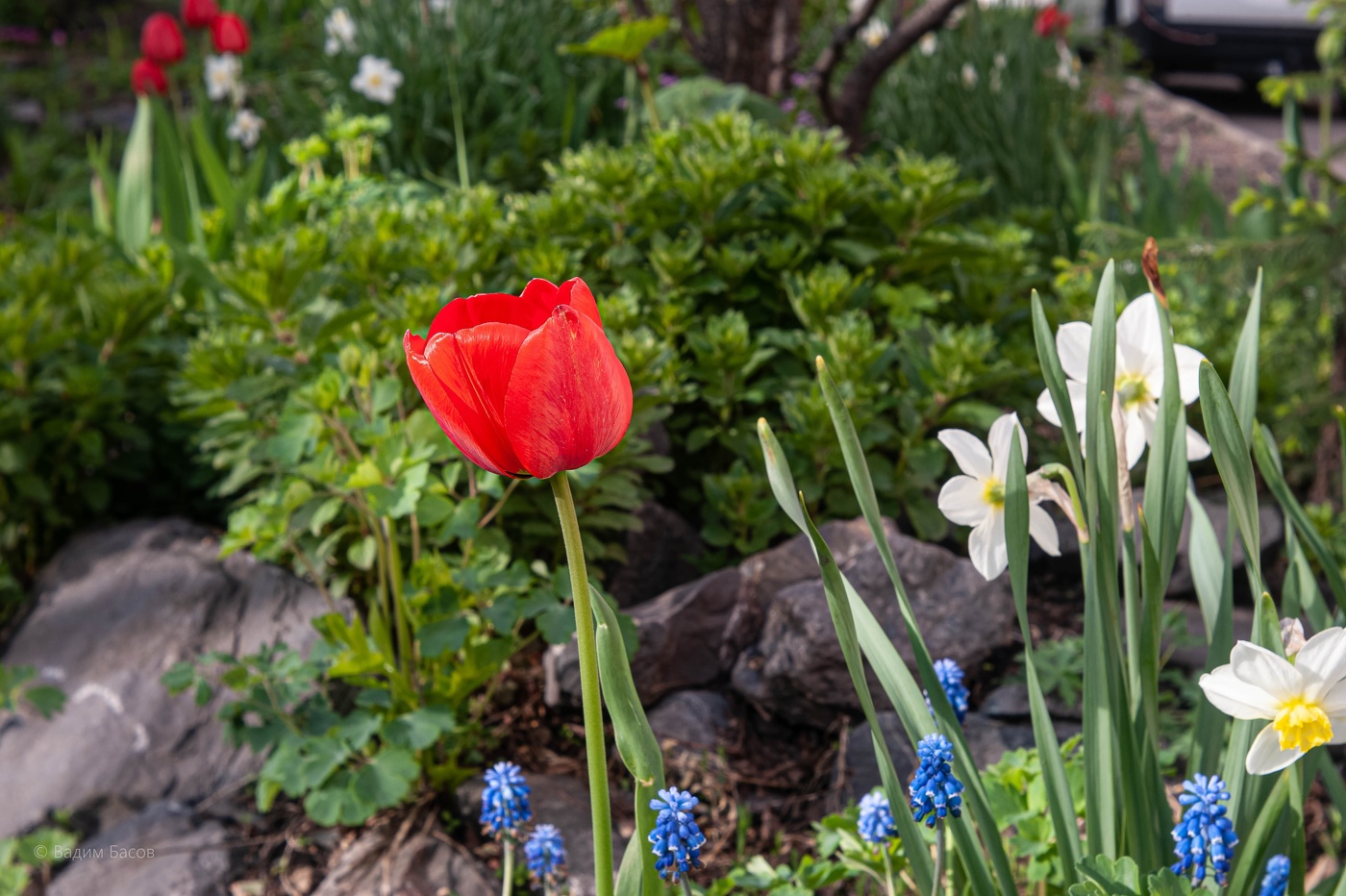 Майский Тюльпан.