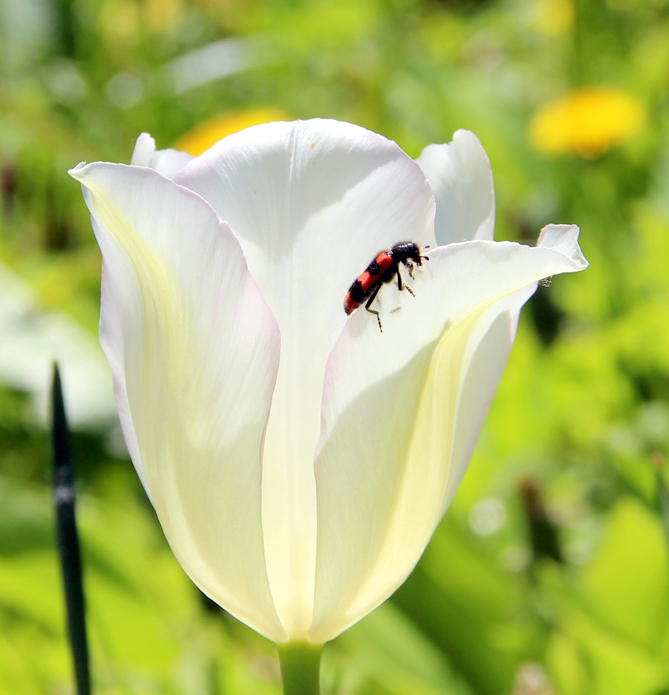 Солнечный день!