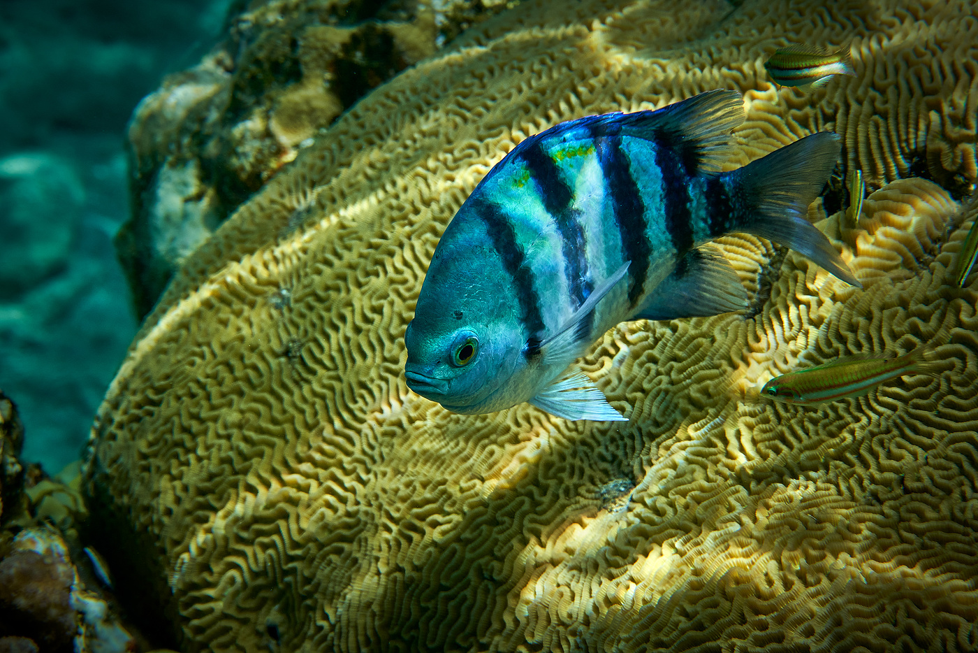 Коралловые рифы Красного моря,и их Обитатели...