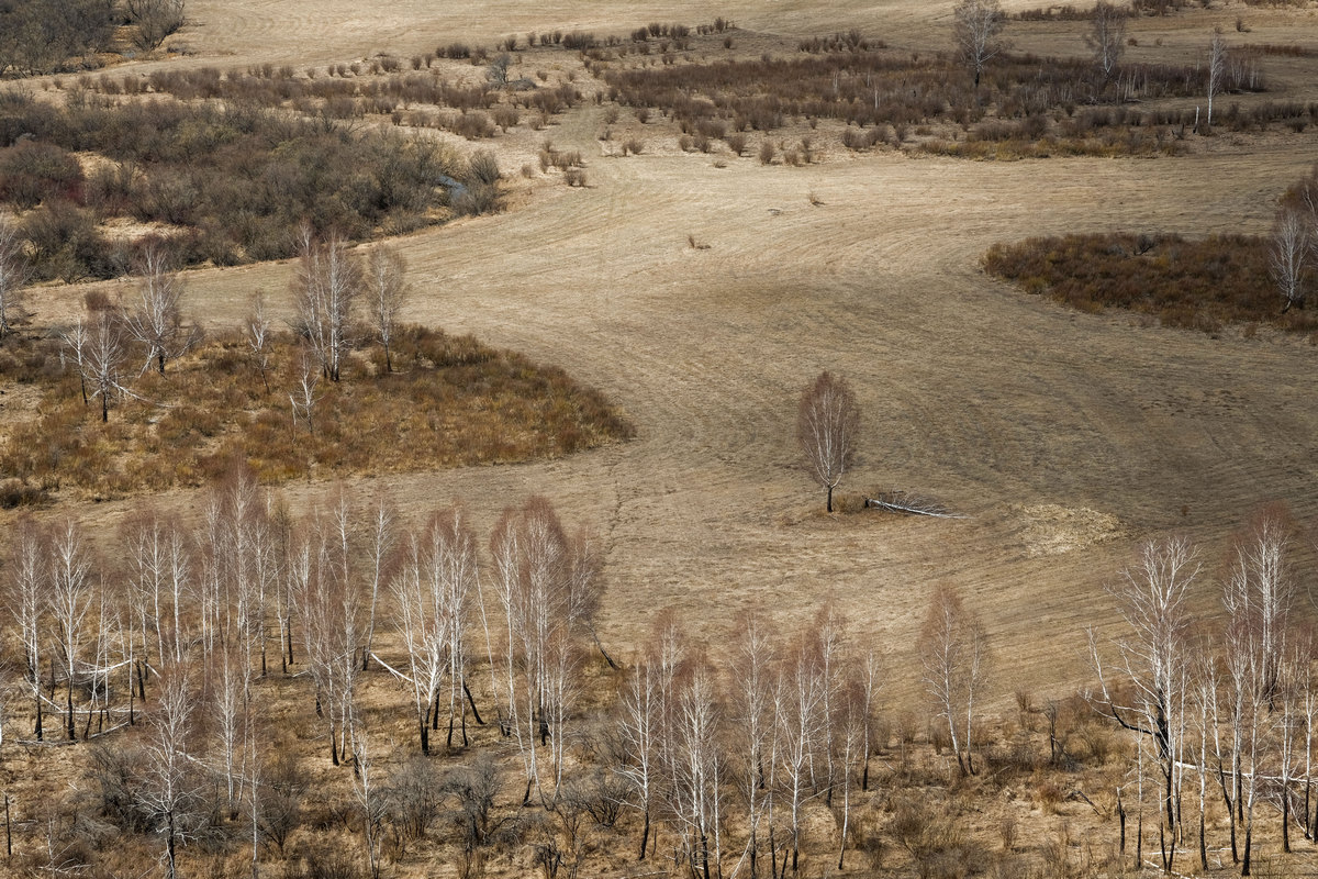 Весенние березки.
