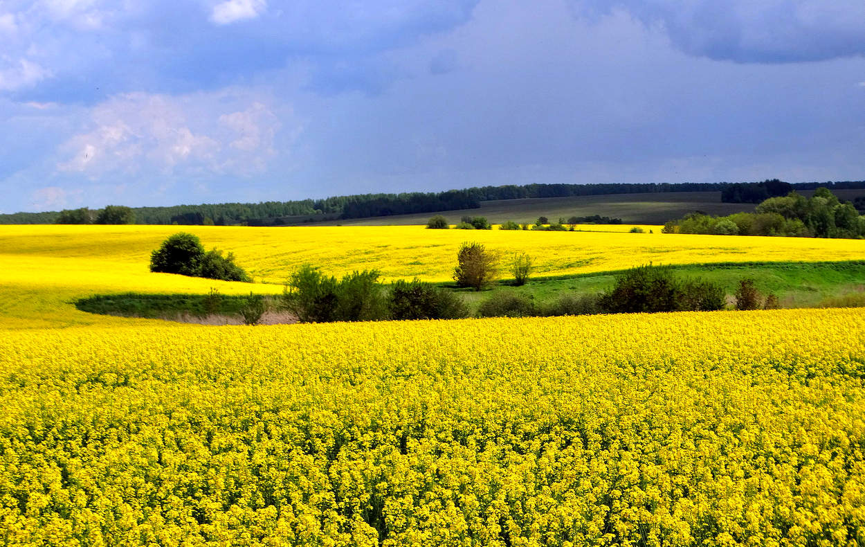 Перед грозой на рапсовом поле