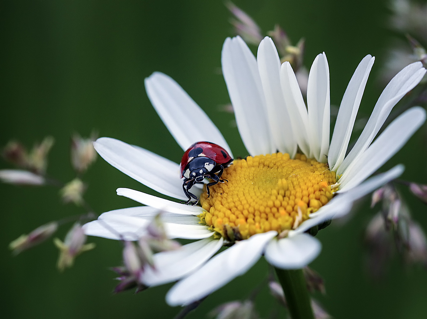 Нагадай ромашка мне ...