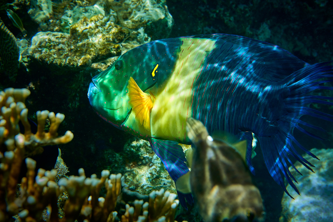 Коралловые рифы Красного моря,и их Обитатели...