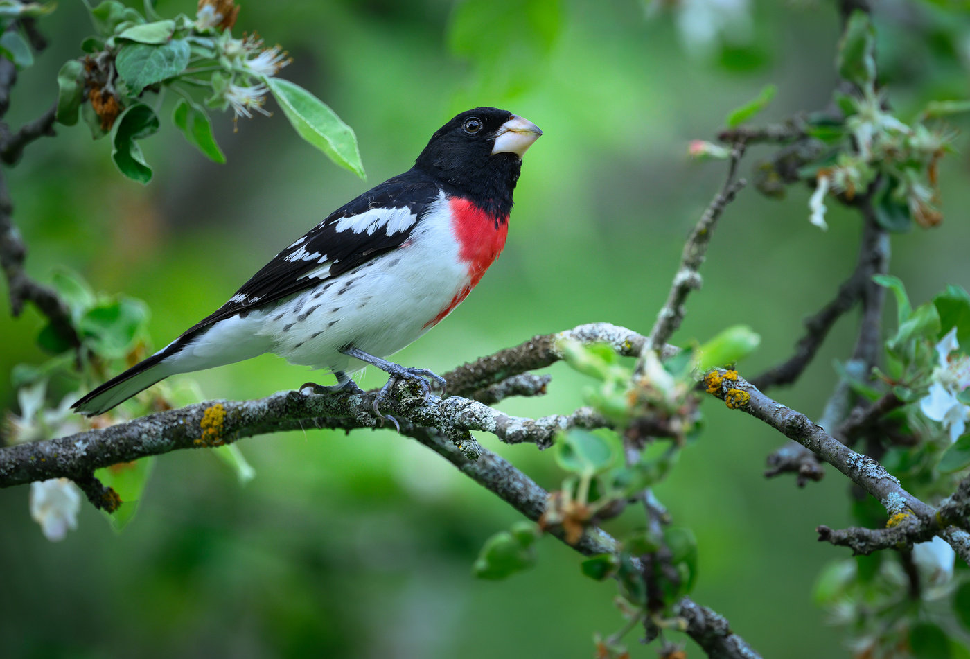 Rose-breasted grosbeak (m)