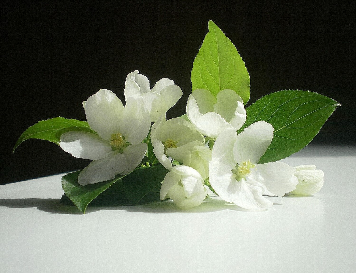 цветы яблони