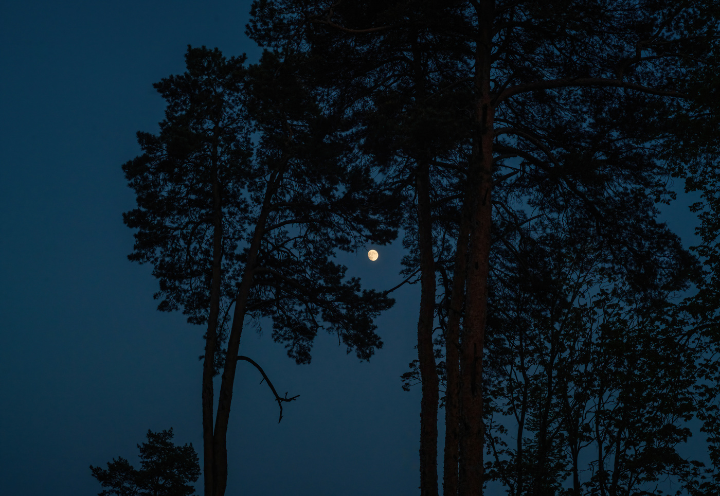 Сосны и луна
