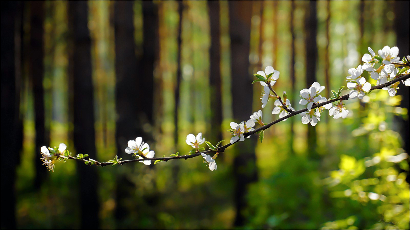 Весенняя веточка